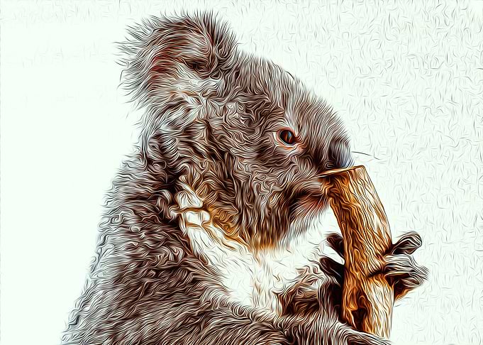 Koala