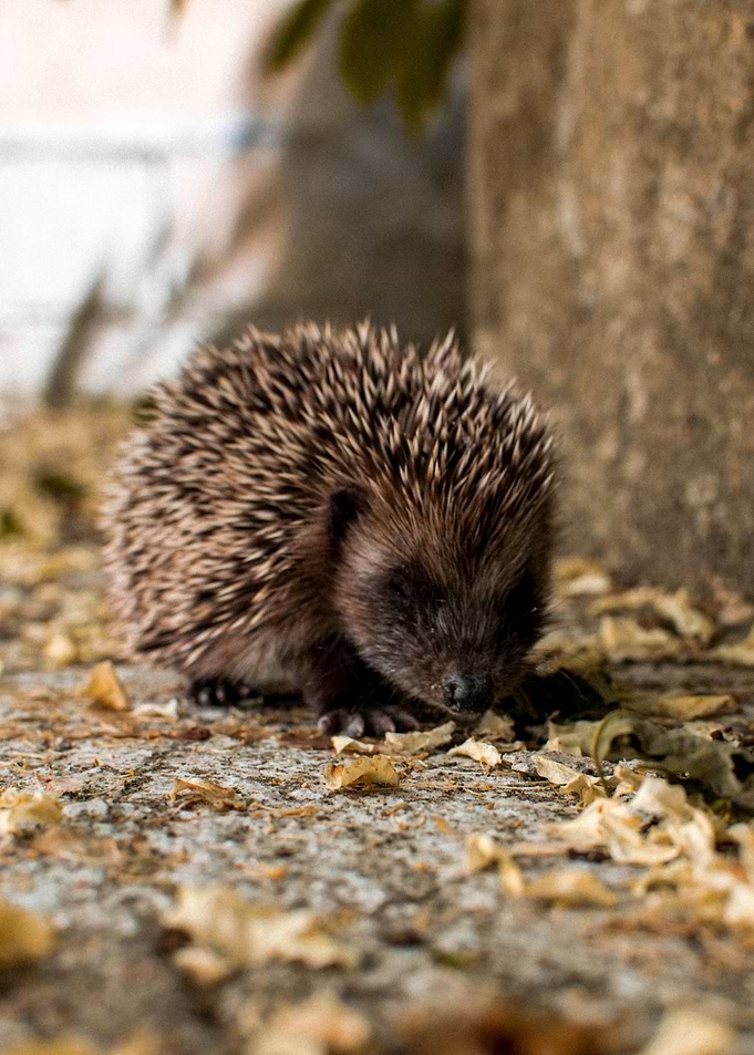street Hedgehog