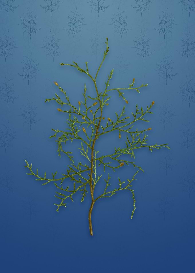 Vintage Sictus Tree