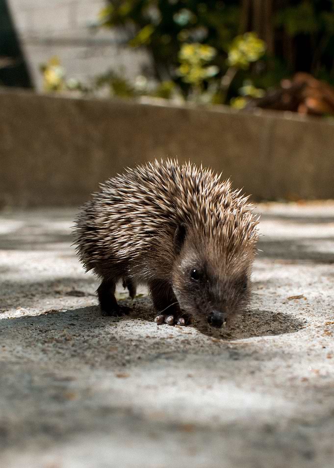 Hedgehog mini