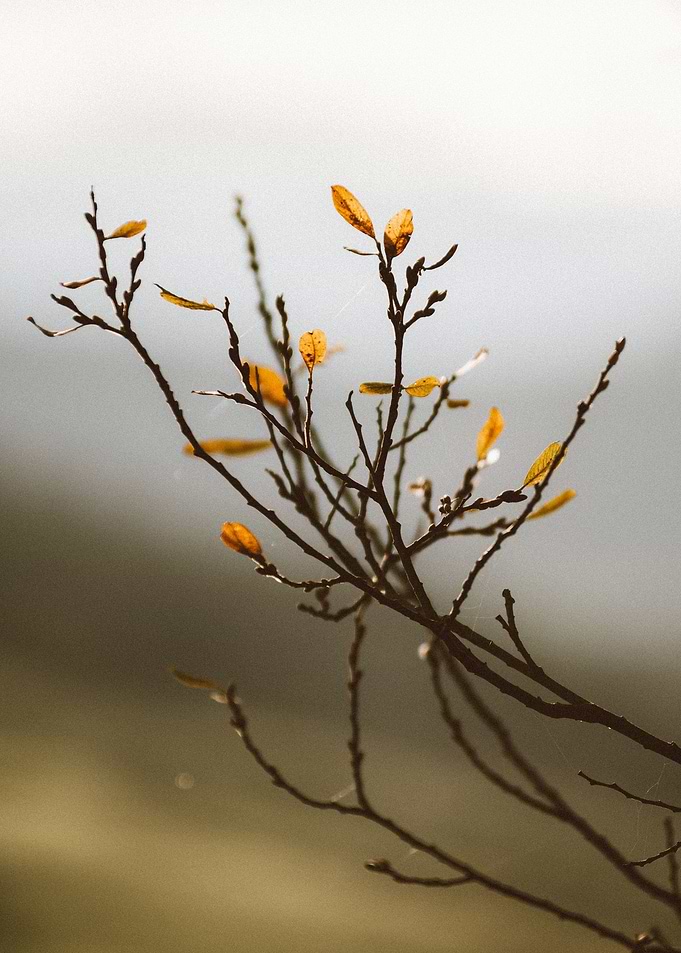 Wild Nature