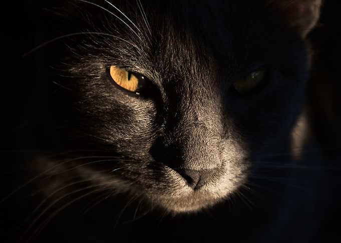 assertive cat