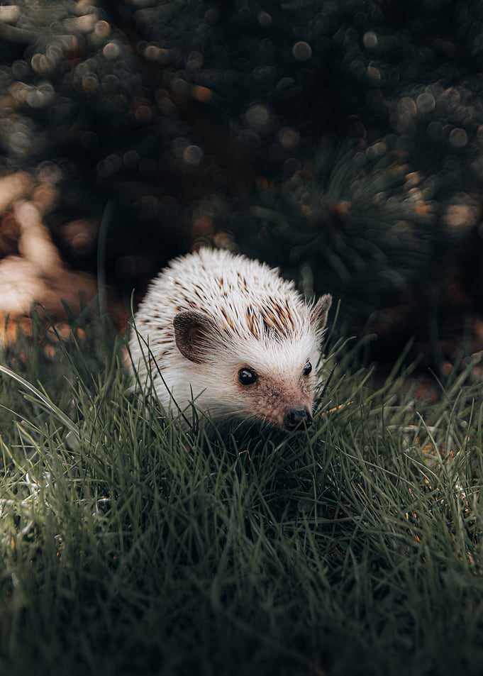 white Hedgehog