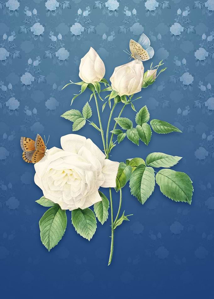Vintage White Bengal Rose