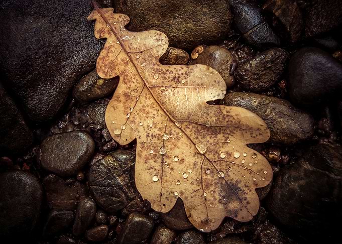 Oak Leaf