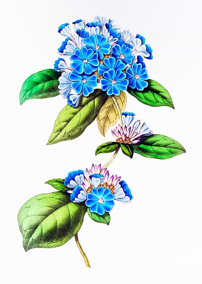 Blue Leadwort