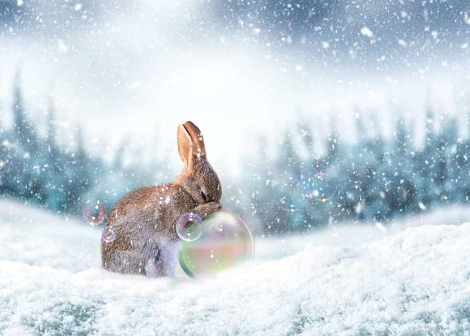 Mystic Animal Pictures