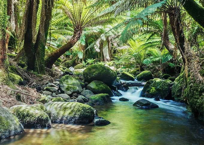 River and forest Tasmania