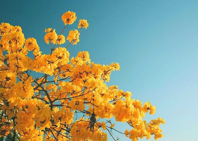 Yellow Roses