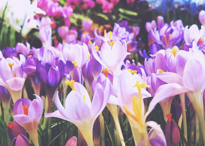 Purple Crocus