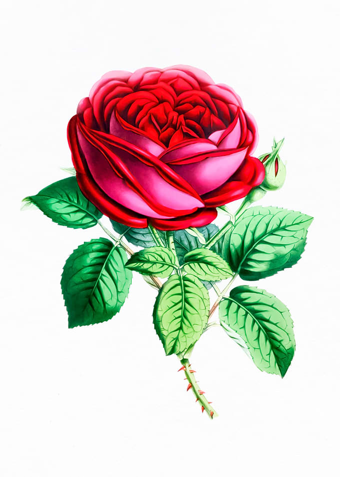 Red Rose