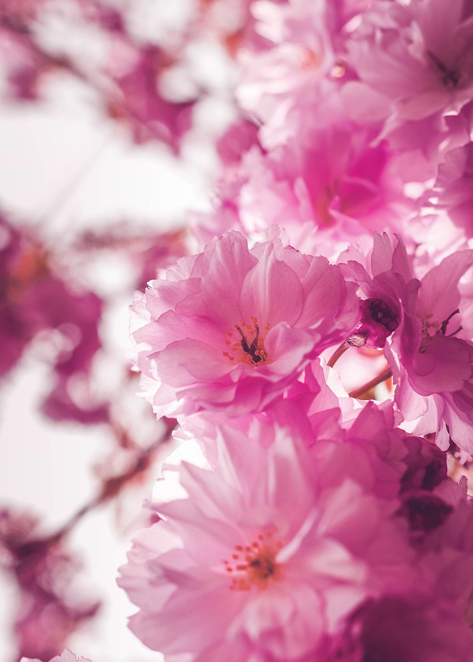 Cherry Blossoms