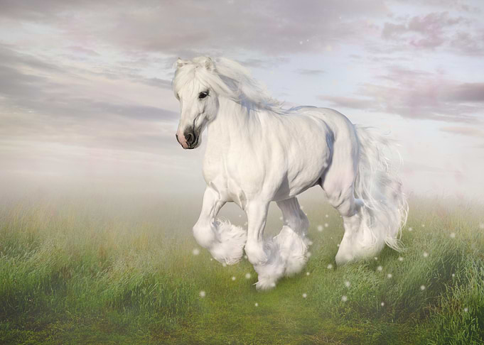 Mystic Animal Pictures