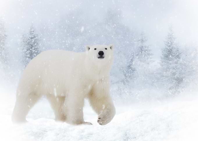 Mystic Animal Pictures