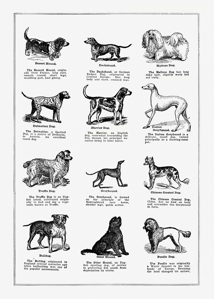 Dog Breeds vintage