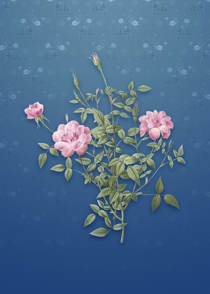 Vintage Dwarf Rosebush