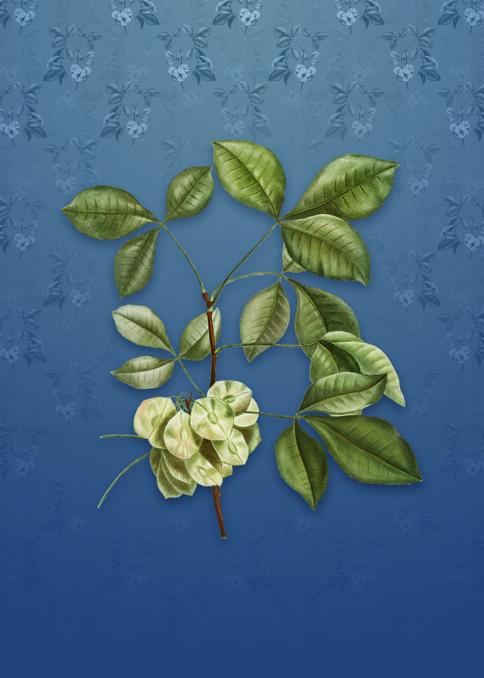 Vintage Common Hoptree