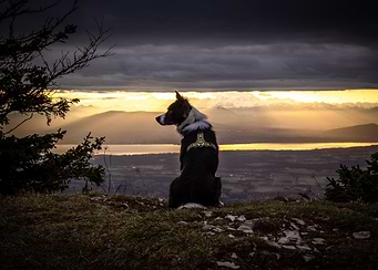 Border Collie in the storm