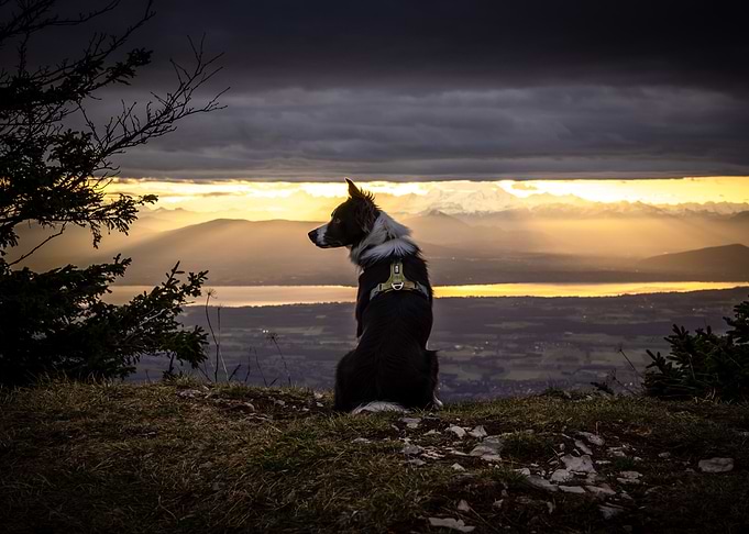 Border Collie in the storm