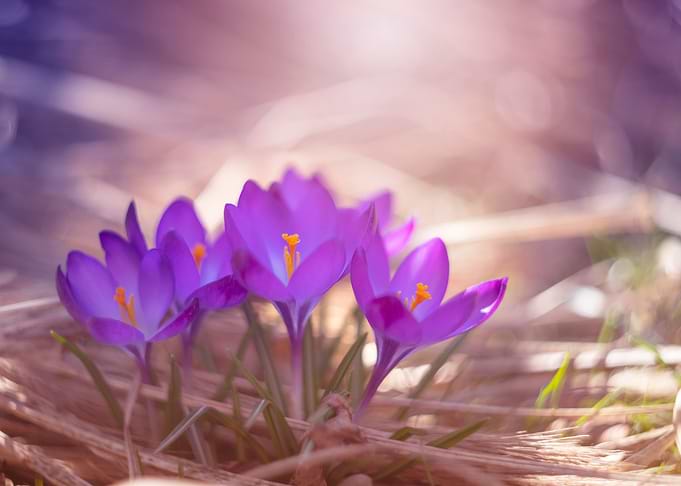 Spring bouquet of crocuses