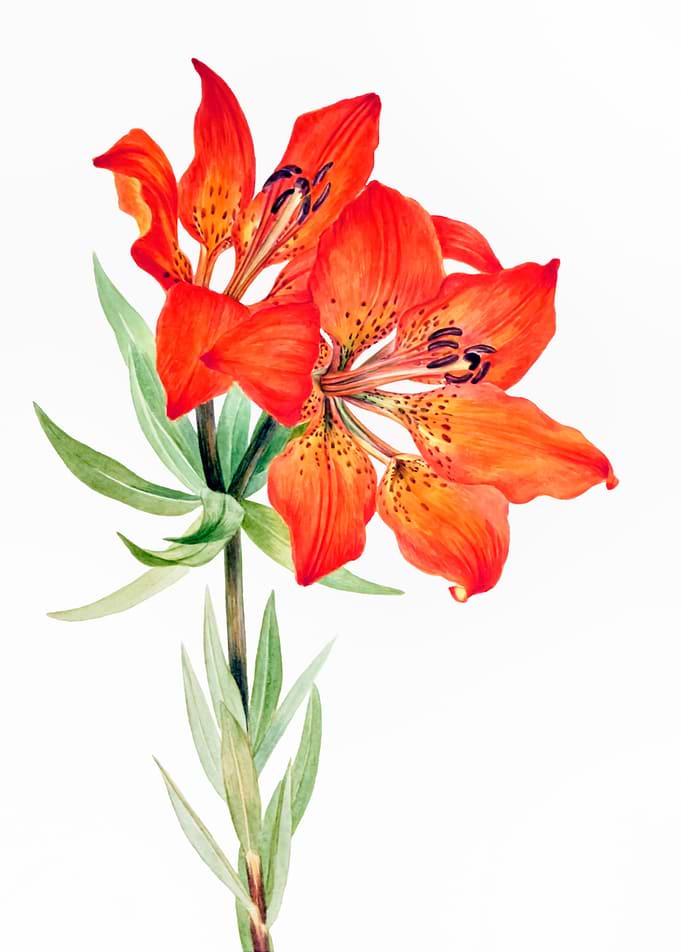 Red Lily