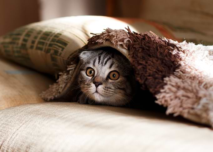 Hiding Cat