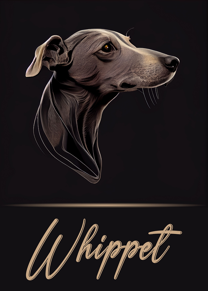 Whippet Portrait