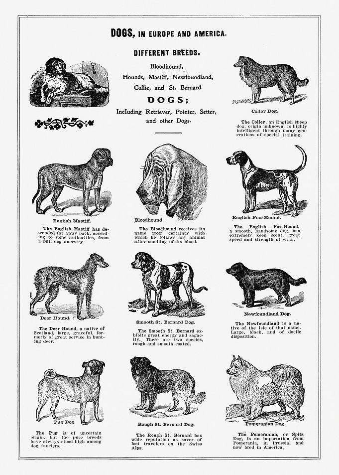 Vintage dog breeds poster