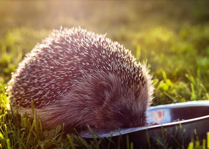 mlungker Porcupine