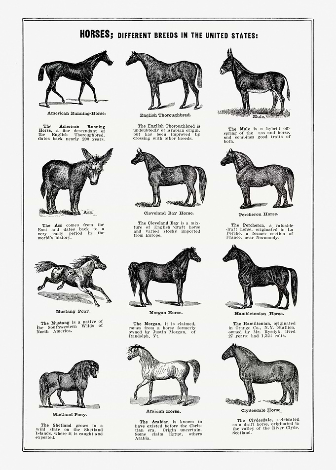 Horse Breeds poster