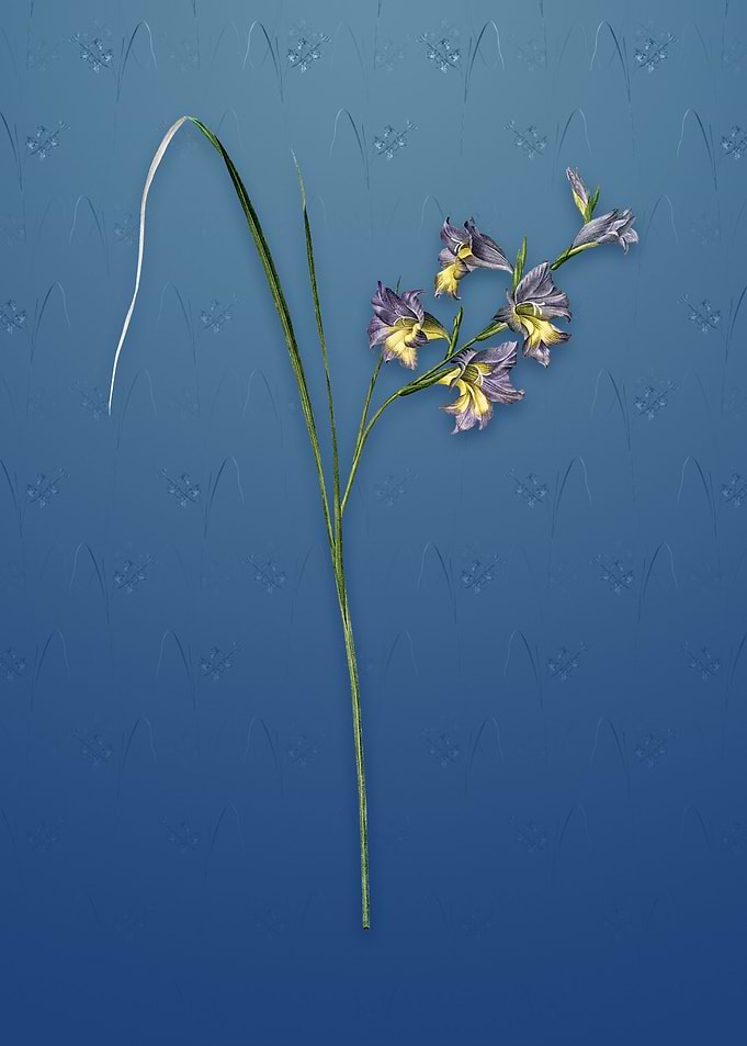 Vintage Gladiolus Ringens