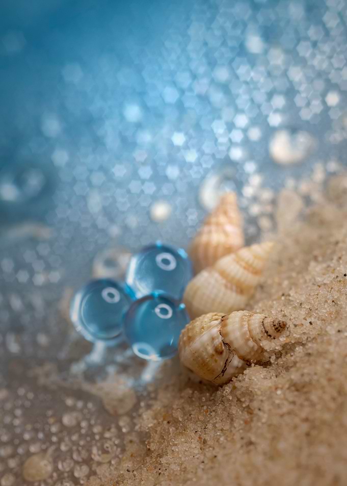 Snail shells on the beach