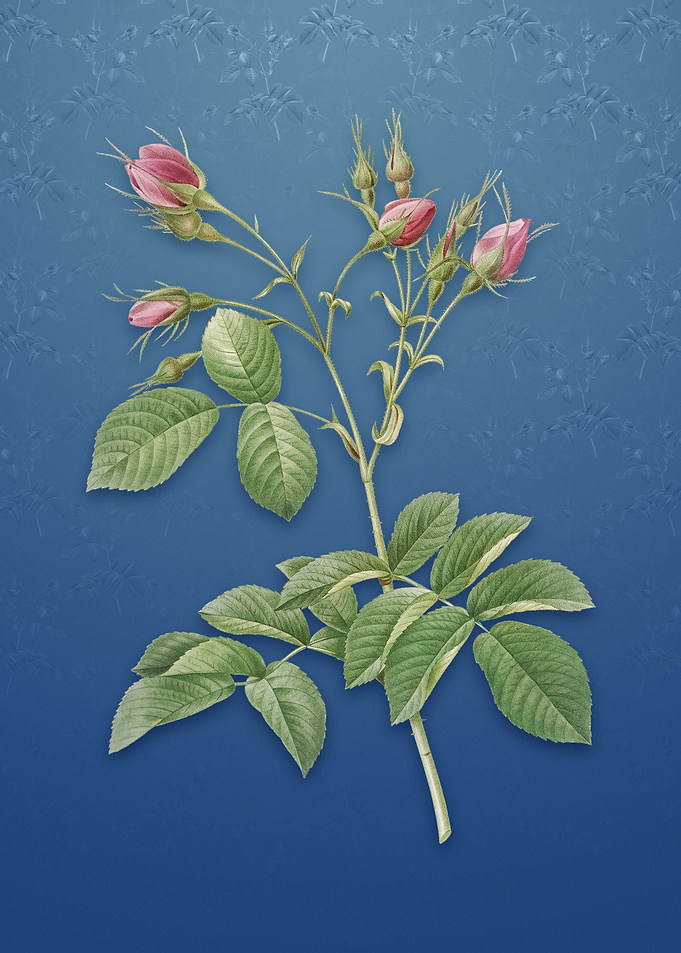 Crimson Evrats Rose