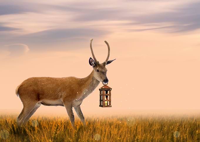 Mystic Animal Pictures