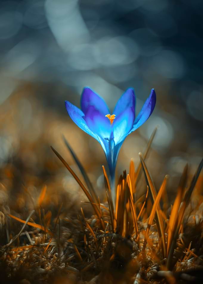 Spring blue crocus, macro