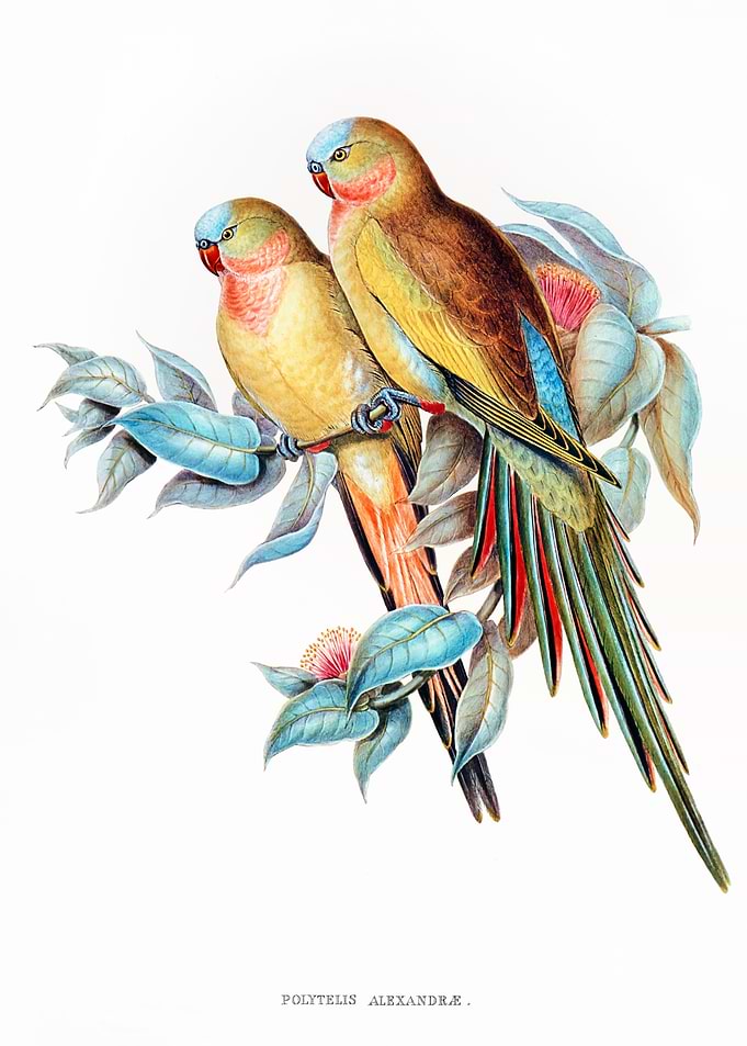 The Princess of Parakeet