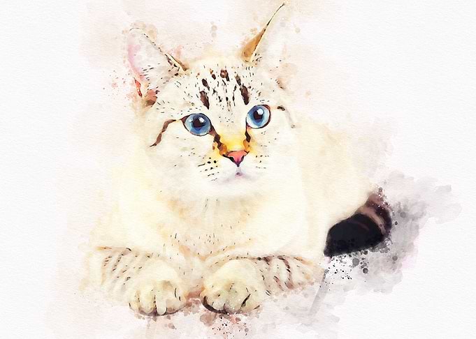 Cute Cat Watercolor