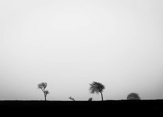 Misty Field