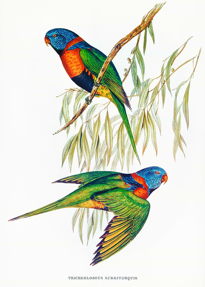 Red Collared Lorikeet