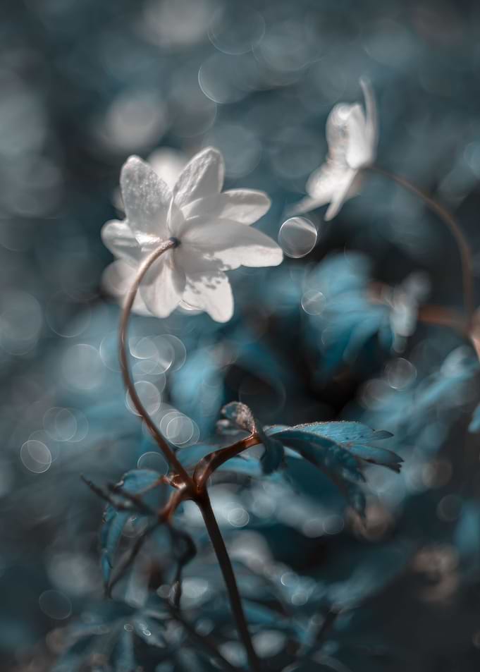 Anemones in a fairy forest