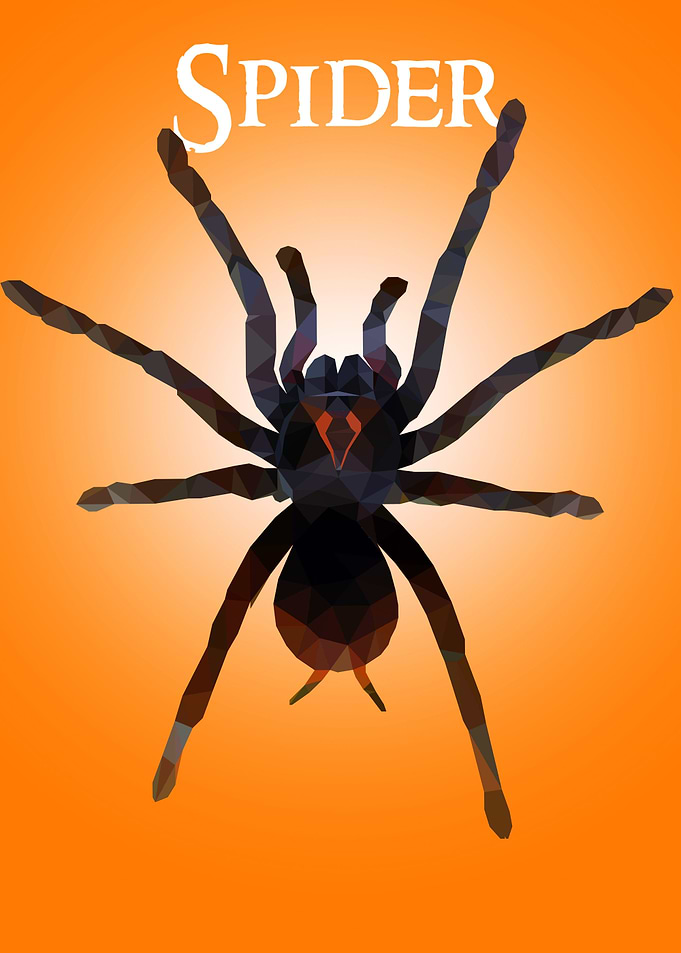 Spider