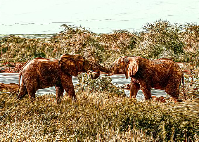Elephant