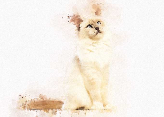 Cute Cat Watercolor
