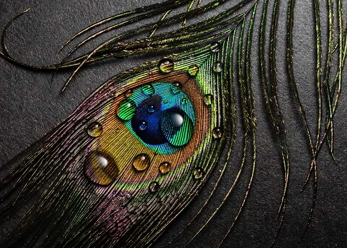 Beautiful Peacock