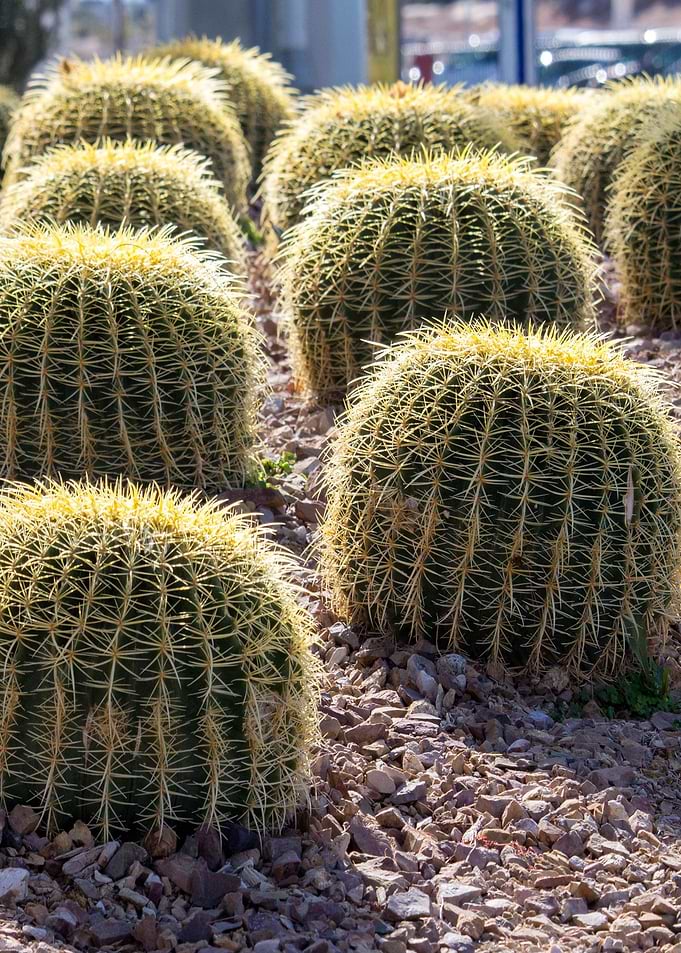 succulent field