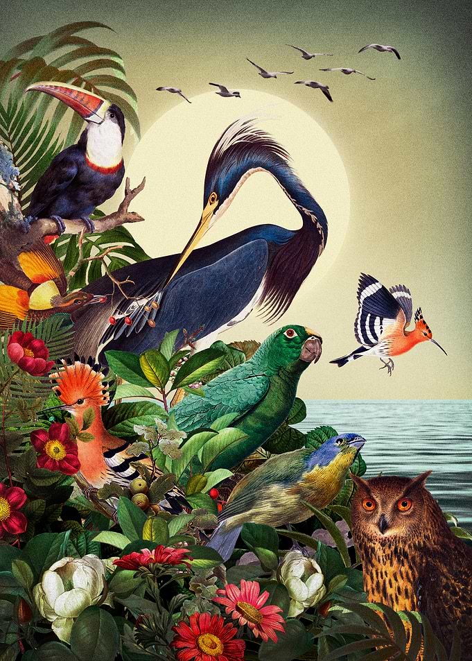 World of Birds