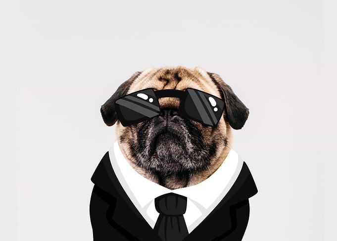 Pug in Black