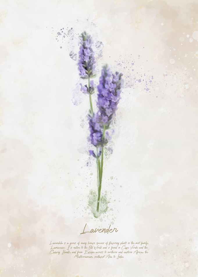 Lavender Flower