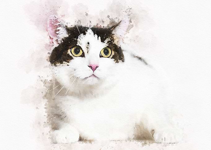 Cute Cat Watercolor