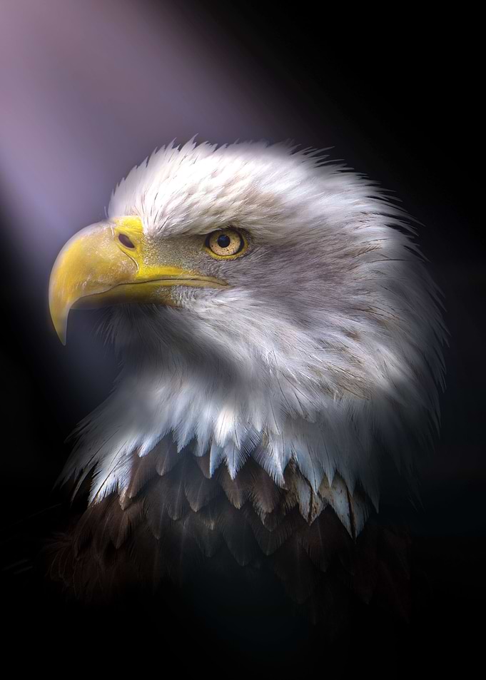 Eagle